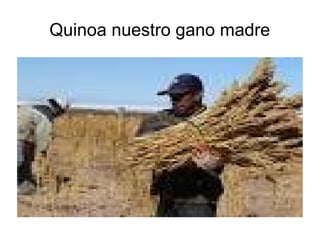 Quinoa nuestro gano madre
Fila 1 Fila 2 Fila 3 Fila 4
0
2
4
6
8
10
12
Columna 1
Columna 2
Columna 3
 