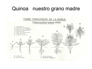 Quinoa nuestro grano madre
 