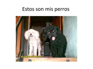 Estos son mis perros
 