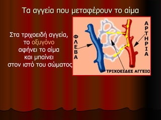 Τα αγγεία που μεταφέρουν το αίμαΤα αγγεία που μεταφέρουν το αίμα
Στα τριχοειδή αγγεία,
το οξυγόνο
αφήνει το αίμα
και μπαίνει
στον ιστό του σώματος
 