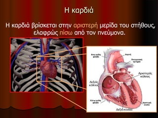 Η καρδιάΗ καρδιά
Η καρδιά βρίσκεται στην αριστερή μερίδα του στήθους,
ελαφρώς πίσω από τον πνεύμονα.
 