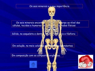 Os sais minerais e a sua importância Os sais minerais encontram-se no nosso corpo ao nível das células, tecidos e humores em diferentes estados físicos: Sólido, no esqueleto e dentes, no caso do cálcio e fósforo; Em solução, no meio celular e nos líquidos circundantes; Em composição com os compostos orgânicos. 