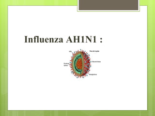 Influenza AH1N1 :
 