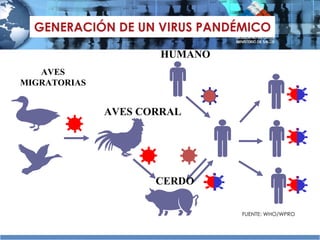 GENERACIÓN DE UN VIRUS PANDÉMICO AVES MIGRATORIAS FUENTE: WHO/WPRO CERDO AVES CORRAL HUMANO 