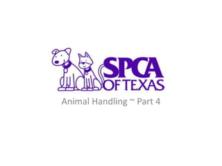Animal Handling ~ Part 4
 