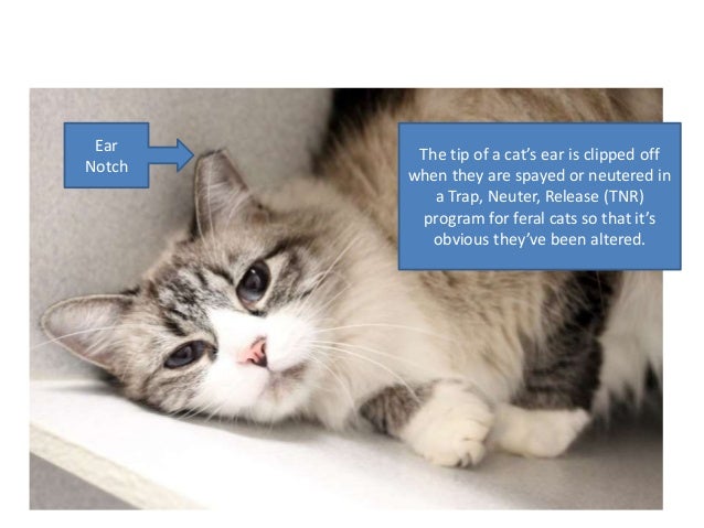 Spca Of Texas Animal Handling 5