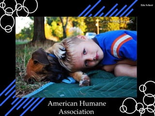 American Humane Association-Erin Schorr-5th Period