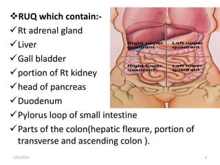 RUQ which contain:-
Rt adrenal gland
Liver
Gall bladder
portion of Rt kidney
head of pancreas
Duodenum
Pylorus loop of small intestine
Parts of the colon(hepatic flexure, portion of
transverse and ascending colon ).
2/21/2023 6
 