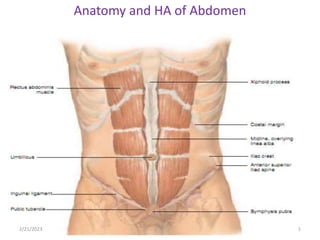 Anatomy and HA of Abdomen
2/21/2023 1
 