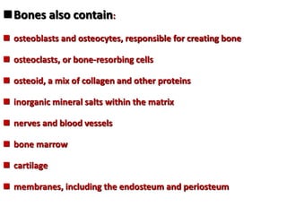 Bones also contain:
 osteoblasts and osteocytes, responsible for creating bone
 osteoclasts, or bone-resorbing cells
 osteoid, a mix of collagen and other proteins
 inorganic mineral salts within the matrix
 nerves and blood vessels
 bone marrow
 cartilage
 membranes, including the endosteum and periosteum
 