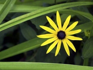 A harmonia da_cor_verde