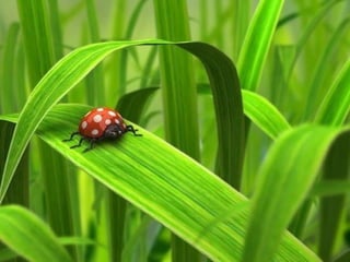 A harmonia da_cor_verde