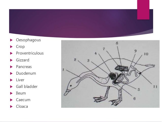 Duck Digestive System