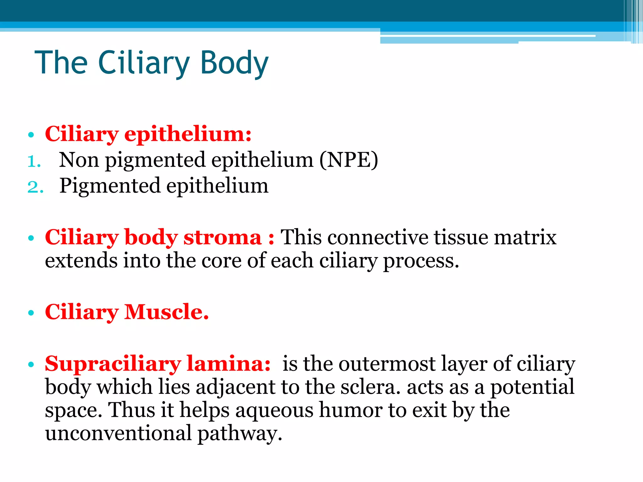 The Ciliary Body
• Ciliary epithelium:
1. Non pigmented epithelium (NPE)
2. Pigmented epithelium
• Ciliary body stroma : This connective tissue matrix
extends into the core of each ciliary process.
• Ciliary Muscle.
• Supraciliary lamina: is the outermost layer of ciliary
body which lies adjacent to the sclera. acts as a potential
space. Thus it helps aqueous humor to exit by the
unconventional pathway.
 