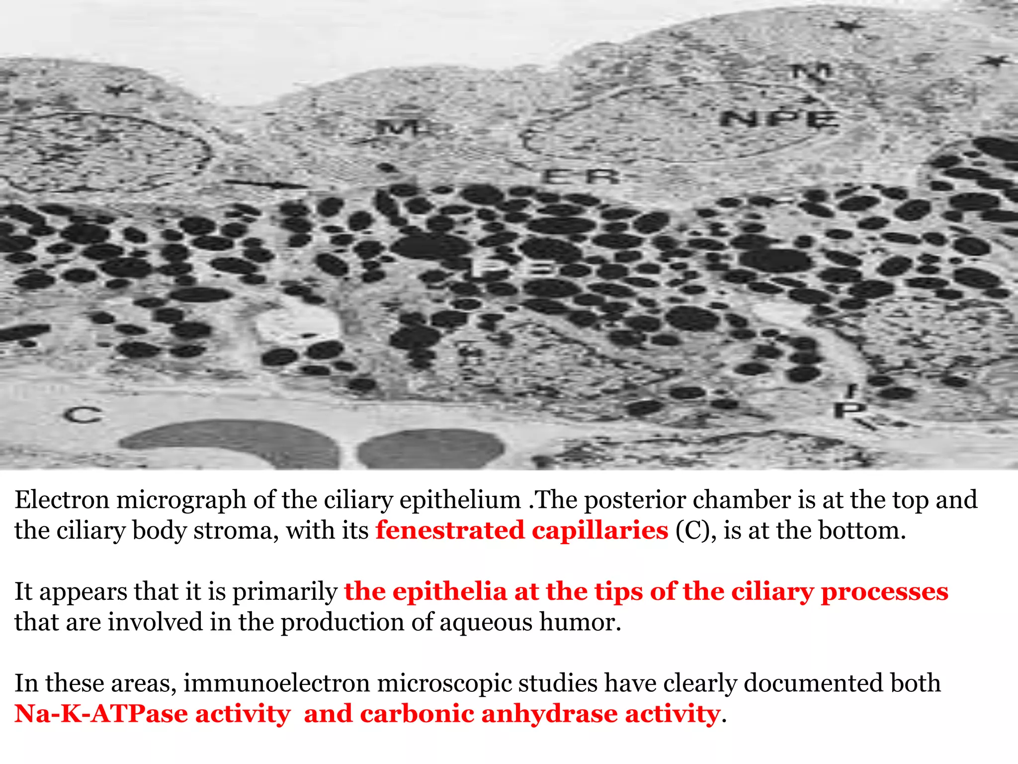 Electron micrograph of the ciliary epithelium .The posterior chamber is at the top and
the ciliary body stroma, with its fenestrated capillaries (C), is at the bottom.
It appears that it is primarily the epithelia at the tips of the ciliary processes
that are involved in the production of aqueous humor.
In these areas, immunoelectron microscopic studies have clearly documented both
Na-K-ATPase activity and carbonic anhydrase activity.
 
