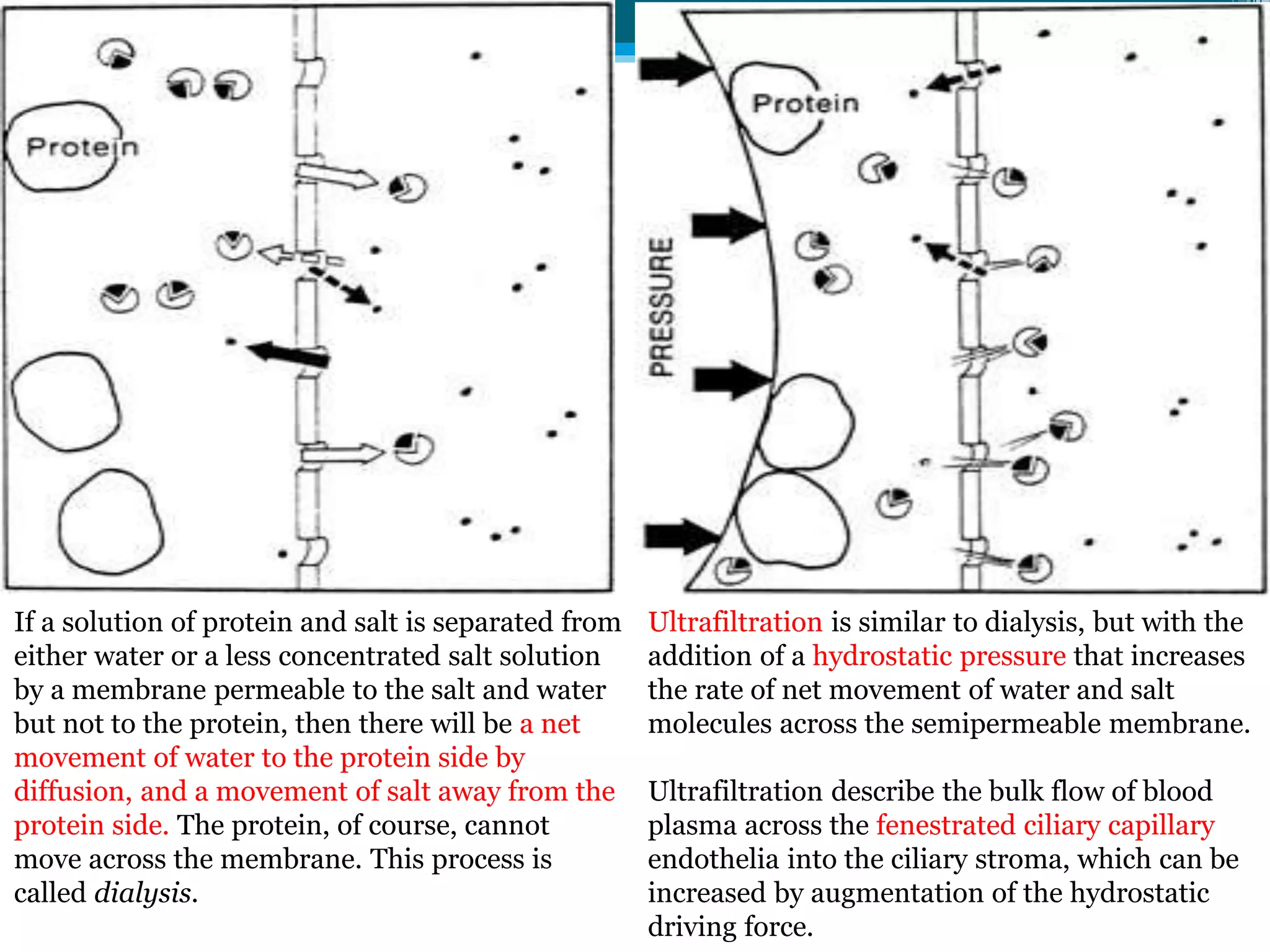 If a solution of protein and salt is separated from
either water or a less concentrated salt solution
by a membrane permeable to the salt and water
but not to the protein, then there will be a net
movement of water to the protein side by
diffusion, and a movement of salt away from the
protein side. The protein, of course, cannot
move across the membrane. This process is
called dialysis.
Ultrafiltration is similar to dialysis, but with the
addition of a hydrostatic pressure that increases
the rate of net movement of water and salt
molecules across the semipermeable membrane.
Ultrafiltration describe the bulk flow of blood
plasma across the fenestrated ciliary capillary
endothelia into the ciliary stroma, which can be
increased by augmentation of the hydrostatic
driving force.
 