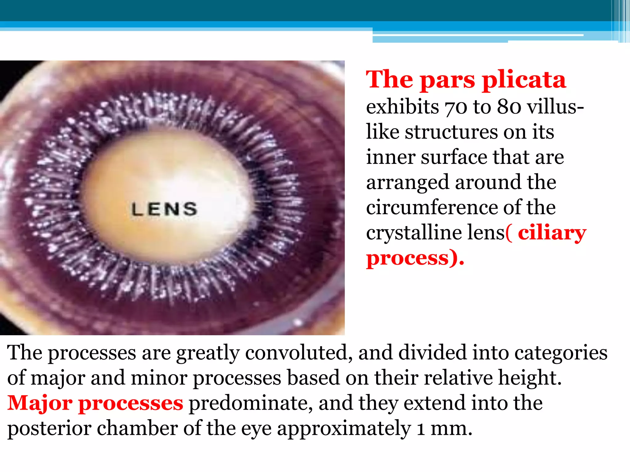 The pars plicata
exhibits 70 to 80 villus-
like structures on its
inner surface that are
arranged around the
circumference of the
crystalline lens( ciliary
process).
The processes are greatly convoluted, and divided into categories
of major and minor processes based on their relative height.
Major processes predominate, and they extend into the
posterior chamber of the eye approximately 1 mm.
 