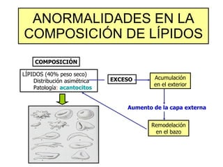 ANORMALIDADES EN LA COMPOSICIÓN DE LÍPIDOS LÍPIDOS (40% peso seco) Distribución asimétrica  Patología :  acantocito s COMPOSICIÓN EXCESO Acumulación en el exterior Aumento de la capa externa Remodelación en el bazo 