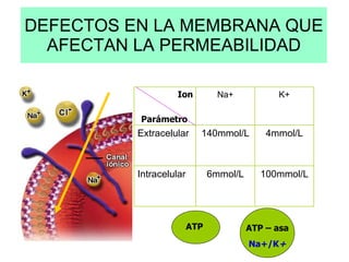 DEFECTOS EN LA MEMBRANA QUE AFECTAN LA PERMEABILIDAD Ion Parámetro 100mmol/L 6mmol/L Intracelular 4mmol/L 140mmol/L Extracelular K+ Na+ ATP ATP – asa Na+/K + 
