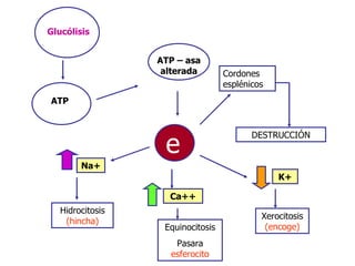 Cordones esplénicos DESTRUCCIÓN Na+ K+ Hidrocitosis  (hincha) Xerocitosis  (encoge) Ca++ Equinocitosis Pasara  esferocito Glucólisis ATP ATP – asa alterada e 