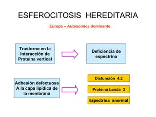 Trastorno en la Interacción de Proteína vertical Deficiencia de espectrina Adhesión defectuosa A la capa lipídica de la membrana Proteína banda  3 Espectrina  anormal Disfunción  4.2 ESFEROCITOSIS  HEREDITARIA Europa – Autosomica dominante 