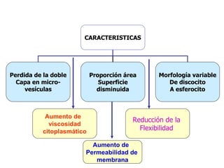 Aumento de  viscosidad citoplasmático Reducción de la  Flexibilidad  Aumento de  Permeabilidad de  membrana CARACTERISTICAS Perdida de la doble Capa en micro- vesículas Proporción área Superficie disminuida Morfología variable De discocito A esferocito 