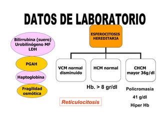 DATOS DE LABORATORIO Haptoglobina Bilirrubina (suero) Urobilinógeno MF LDH PGAH Hb. > 8 gr/dl Policromasia 41 g/dl Hiper Hb Reticulocitosis Fragilidad osmótica ESFEROCITOSIS  HEREDITARIA VCM normal  disminuido HCM normal CHCM  mayor 36g/dl CHCM  mayor 36g/dl 
