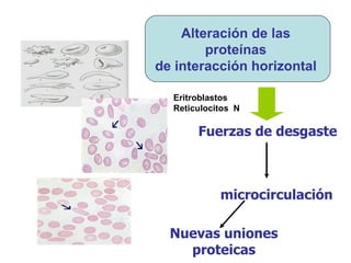 Fuerzas de desgaste microcirculación Nuevas uniones proteicas Eritroblastos  Reticulocitos  N Alteración de las  proteínas  de interacción horizontal  