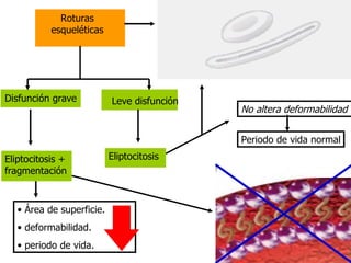 Roturas esqueléticas Leve disfunción Disfunción grave Eliptocitosis Eliptocitosis + fragmentación No altera deformabilidad Periodo de vida normal Área de superficie. deformabilidad. periodo de vida. 