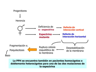 La PPH se encuentra también en pacientes homocigotos o doblemente heterocigotos para una de las dos mutaciones de la espectrina  Ruptura celosía esquelética de la membrana Desestabilización de la membrana Fragmentación e. Poiquilocitosis  Bazo  Progenitores Herencia Deficiencia de  α  - espectrina Espectrina mutante Defecto de interacción vertical Defecto de interacción horizontal 