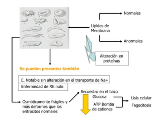 Lípidos de Membrana Normales Anormales Alteración en proteínas Se pueden presentar también E. Notable sin alteración en el transporte de Na+ Enfermedad de Rh nulo Osmóticamente frágiles y más deformes que los eritrocitos normales Secuestro en el bazo Glucosa ATP Bomba de cationes Lisis celular Fagocitosis 