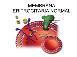 MEMBRANA ERITROCITARIA NORMAL 