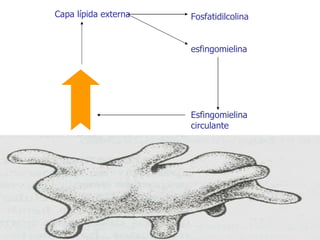Capa lípida externa Fosfatidilcolina esfingomielina Esfingomielina circulante 
