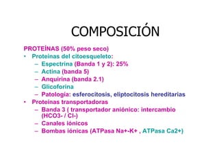 PROTEÍNAS (50% peso seco) Proteínas del citoesqueleto : Espectrina  (Banda 1 y 2): 25% Actina  (banda 5) Anquirina (banda 2.1) Glicoforina Patología:  esferocitosis, eliptocitosis hereditarias Proteínas transportadoras  Banda 3 ( transportador aniónico: intercambio  (HCO3- / Cl-) Canales iónicos Bombas iónicas (ATPasa Na+-K+ ,  ATPasa Ca2+) COMPOSICIÓN 