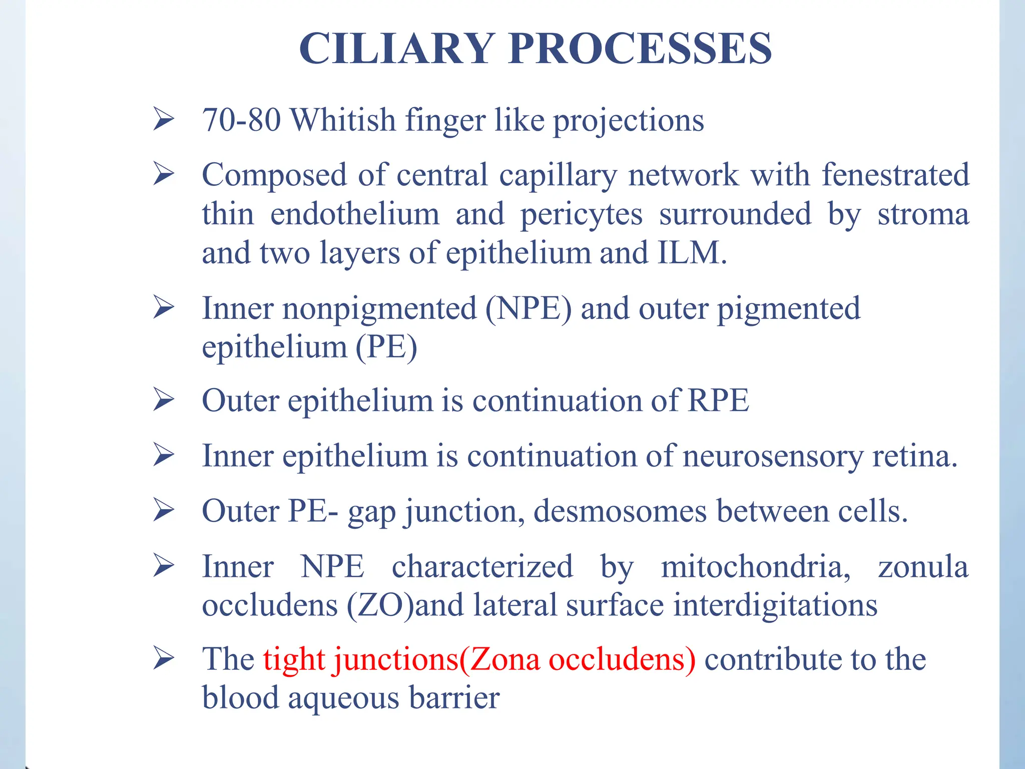CILIARY PROCESSES
 70-80 Whitish finger like projections
 Composed of central capillary network with fenestrated
thin endothelium and pericytes surrounded by stroma
and two layers of epithelium and ILM.
 Inner nonpigmented (NPE) and outer pigmented
epithelium (PE)
 Outer epithelium is continuation of RPE
 Inner epithelium is continuation of neurosensory retina.
 Outer PE- gap junction, desmosomes between cells.
 Inner NPE characterized by mitochondria, zonula
occludens (ZO)and lateral surface interdigitations
 The tight junctions(Zona occludens) contribute to the
blood aqueous barrier
 