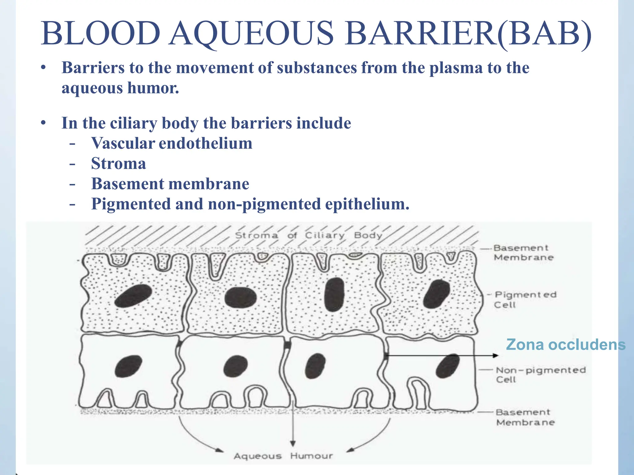 BLOOD AQUEOUS BARRIER(BAB)
• Barriers to the movement of substances from the plasma to the
aqueous humor.
• In the ciliary body the barriers include
– Vascular endothelium
– Stroma
– Basement membrane
– Pigmented and non-pigmented epithelium.
Zona occludens
 