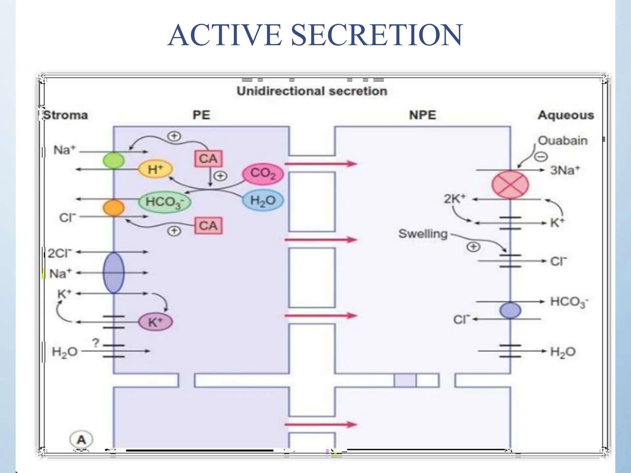 ACTIVE SECRETION
 