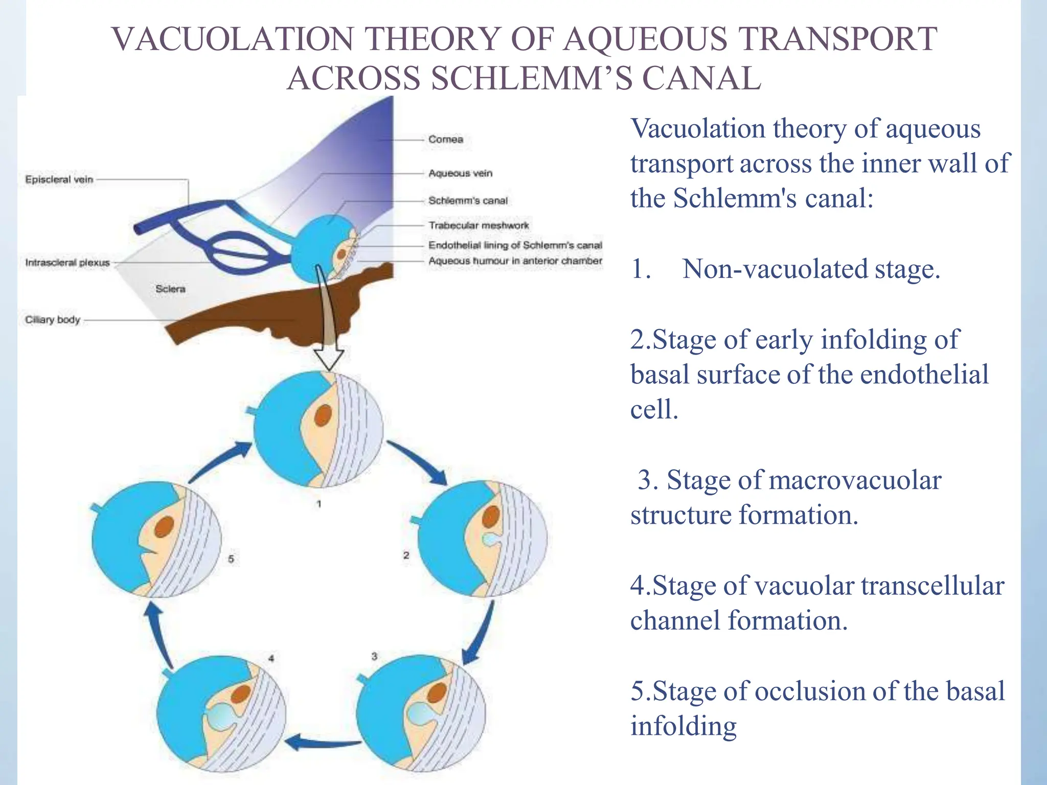 VACUOLATION THEORY OF AQUEOUS TRANSPORT
ACROSS SCHLEMM’S CANAL
Vacuolation theory of aqueous
transport across the inner wall of
the Schlemm's canal:
1. Non-vacuolated stage.
2.Stage of early infolding of
basal surface of the endothelial
cell.
3. Stage of macrovacuolar
structure formation.
4.Stage of vacuolar transcellular
channel formation.
5.Stage of occlusion of the basal
infolding
 