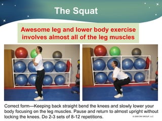 Awesome leg and lower body exercise involves almost all of the leg muscles The Squat Correct form—Keeping back straight bend the knees and slowly lower your body focusing on the leg muscles. Pause and return to almost upright without locking the knees. Do 2-3 sets of 8-12 repetitions. 