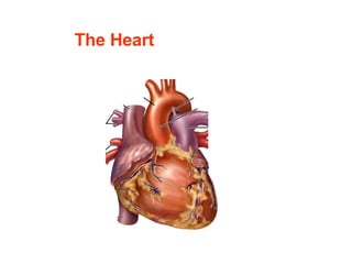 The Heart   