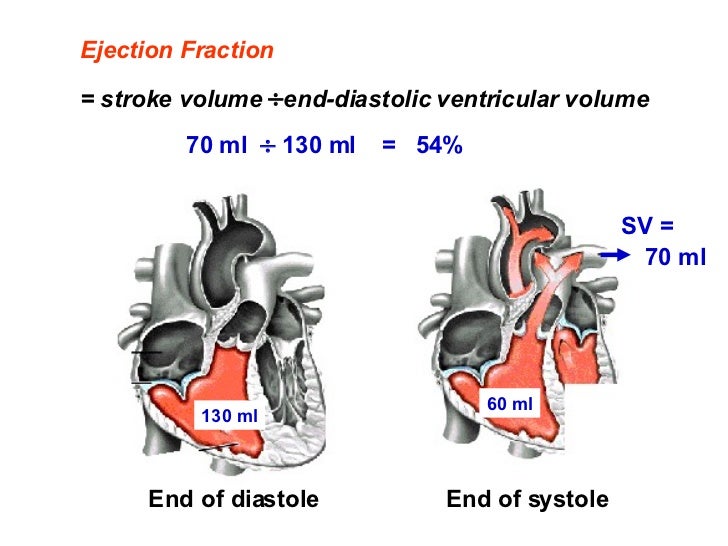 A heart physiology
