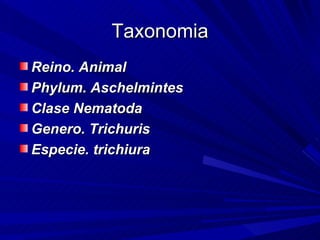 Taxonomia
Reino. Animal
Phylum. Aschelmintes
Clase Nematoda
Genero. Trichuris
Especie. trichiura
 