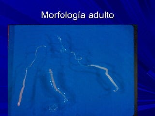Morfología adulto
 