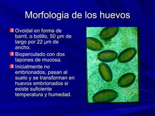 Morfologia de los huevos
Ovoidal en forma de
barril, o bolillo, 50 µm de
largo por 22 µm de
ancho.
Bioperculado con dos
tapones de mucosa.
Inicialmente no
embrionados, pasan al
suelo y se transforman en
huevos embrionados si
existe suficiente
temperatura y humedad.
 