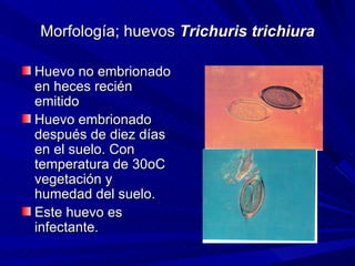 Morfología; huevos Trichuris trichiura

Huevo no embrionado
en heces recién
emitido
Huevo embrionado
después de diez días
en el suelo. Con
temperatura de 30oC
vegetación y
humedad del suelo.
Este huevo es
infectante.
 