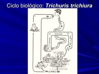Ciclo biológico: Trichuris trichiura
 