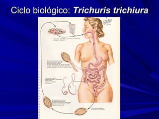 Ciclo biológico: Trichuris trichiura
 