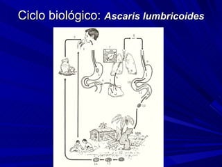 Ciclo biológico: Ascaris lumbricoides
 