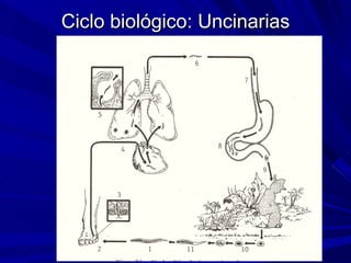 Ciclo biológico: Uncinarias
 