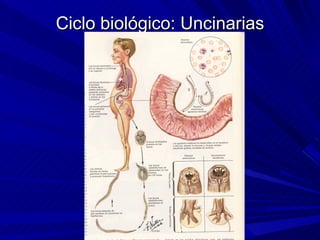 Ciclo biológico: Uncinarias
 
